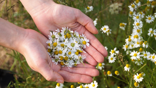 The Ultimate Guide to Buying Chamomile Tea: A Healing Elixir at Your Fingertips